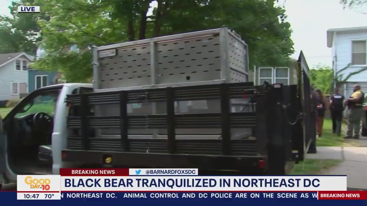 DC black bear tranquilized